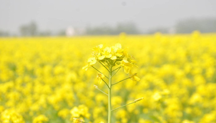 সিরাজদিখানে সর্ষে ফুলের সমারোহ