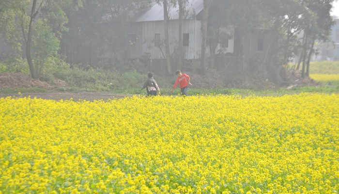 সিরাজদিখানে সর্ষে ফুলের সমারোহ